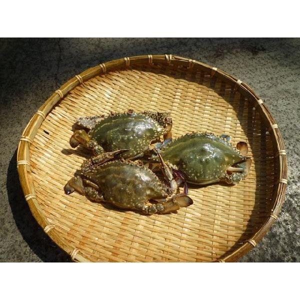 お歳暮 冷凍ワタリガニ 約5kg １cs 約18尾前後 渡り蟹 カニ 蟹 Wtr1c 市場81 通販 Yahoo ショッピング