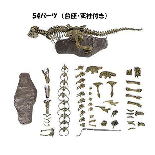 ３Ｄ立体パズル ティラノサウルス・レックス 骨格標本 大迫力・大型 全長70cm（色は、付いておりません・絵の具は、商品に含まれません。）｜i-labo｜07