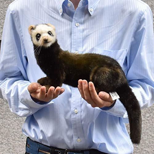 Bh77 Hansa ハンサ ヨーロッパケナガイタチ４１ リアル 動物 ぬいぐるみ S 1112 I Labo 通販 Yahoo ショッピング