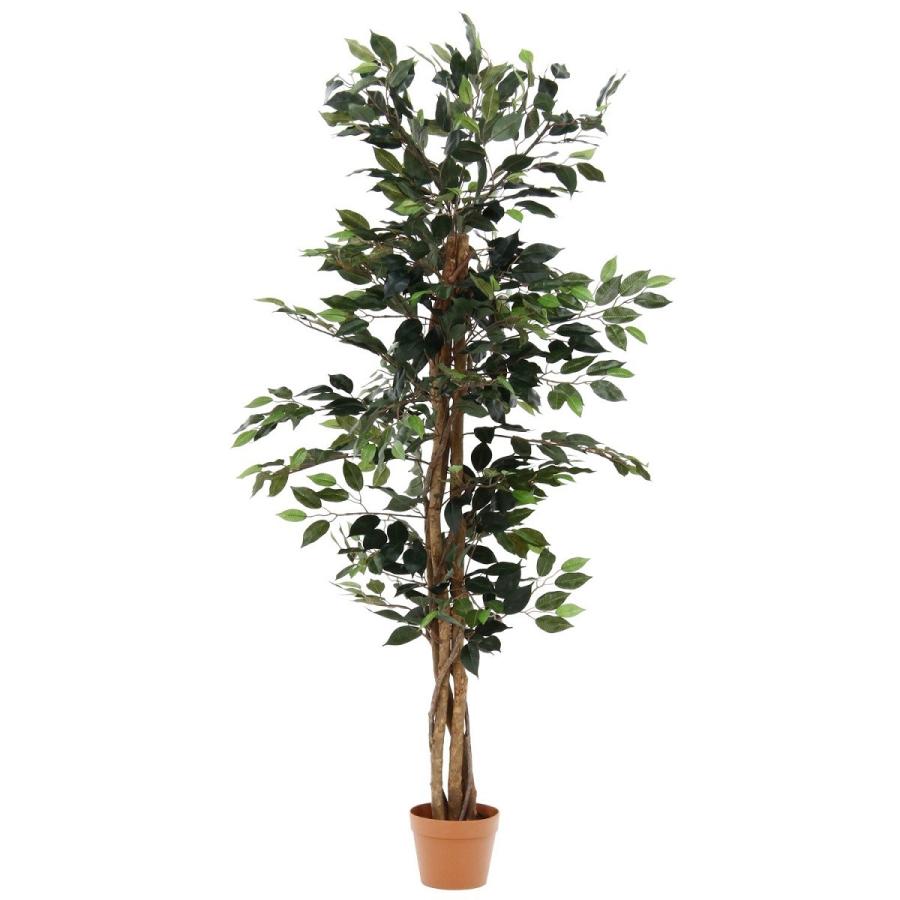 人気激安 観葉植物 フィカス A 高さ150cm グリーン 販売