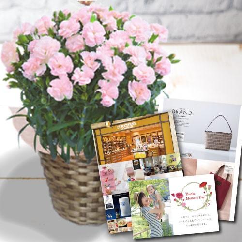 格安usaオンラインショップ 母の日 プレゼント ギフト 花 カーネーション ピンク Dx 鉢植え 生花 ブランド グルメ も 選べる カタログギフト花とカタログ セット 人気 B Bo Hse 最も安いオンライン Vakhuis Net