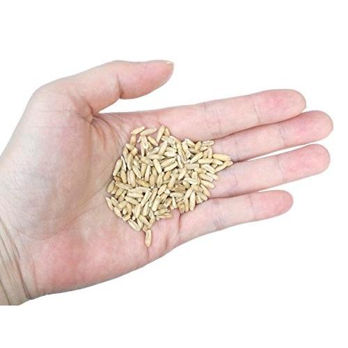 えん麦300ｇ　うさぎ　鳥　フード　餌　おやつ　無添加　無着色 |  | 02