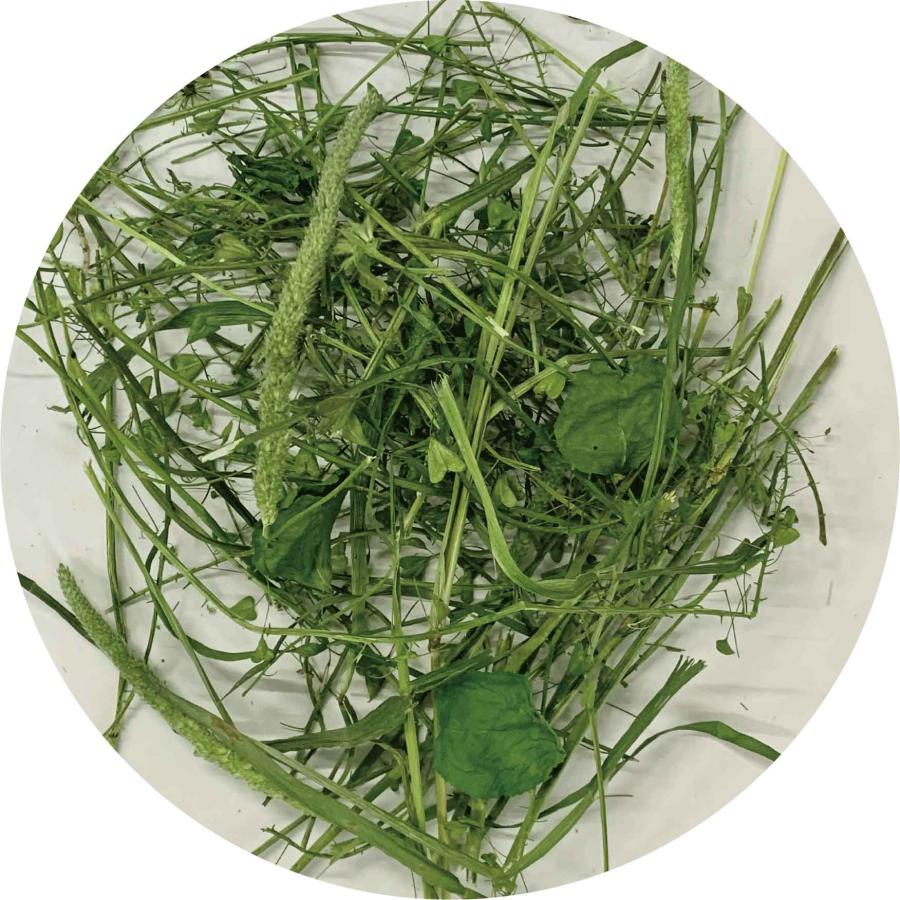 ZASSOUマルシェ うさぎの七草 50g内外 乾燥野菜 うさぎ モルモット チンチラ デグー 草食動物　 | カワイ(ペット用品) | 01