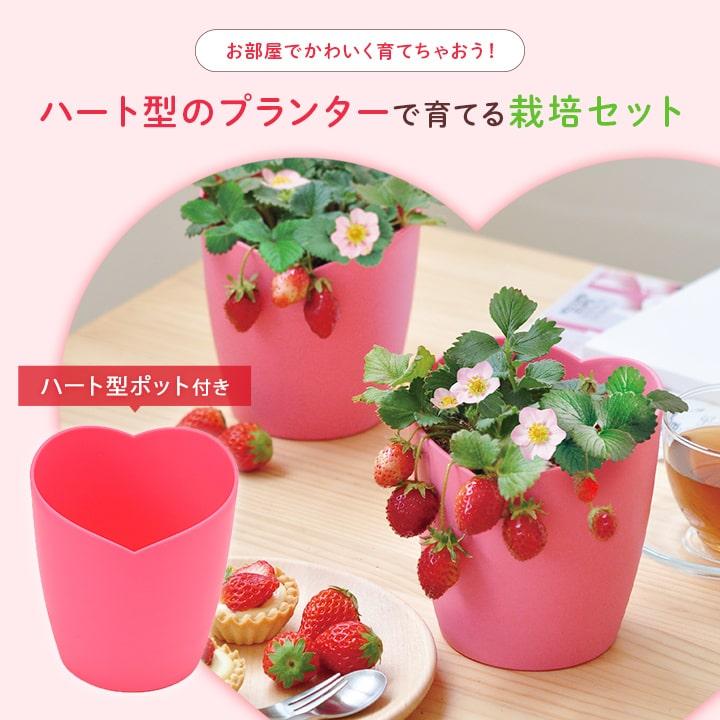母の日 父の日 2026 栽培キット ギフト プレゼント 栽培セット トマト