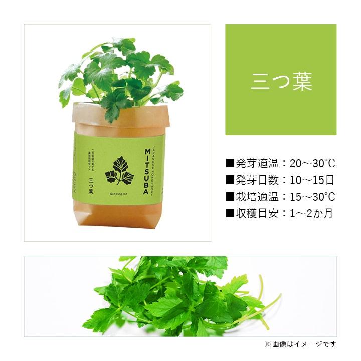 レア❤️葉挿しセット✨ホリコロ等✨1セットのみ❤️ 栽培キット TSUTSUMI しそ 唐辛子 三つ葉 小ねぎ 米袋 栽培セット 日本