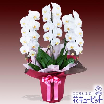花鉢 胡蝶蘭 洋蘭 お祝い 記念日 開店 開業 オープン 花キューピットの胡蝶蘭 3本立 開花輪白26以上 ピンク系ラッピング 出産祝いなども豊富