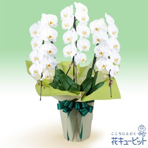 魅力的な 花鉢 お供え胡蝶蘭 供花 仏花 法事 仏事 命日 花キューピットのお供え胡蝶蘭 3本立 開花輪白27以上 Riosmauricio Com