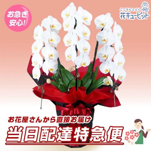 今日 通販 花鉢 胡蝶蘭 洋蘭 開店 花キューピットの特急便 胡蝶蘭3本立 開花輪白24以上 赤系ラッピング 当日 生花 クイック 開業 インターネット花キューピット 明日 インターネット花キューピット クイック