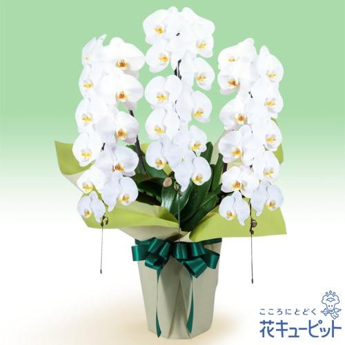 デポー お盆 新盆 初盆 供花 お悔やみ お供え 花キューピットのお供え胡蝶蘭 3本立 開花