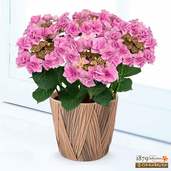 母の日 産直ギフト 女性 母 祖母 誕生日 お祝い 税込 送料無料 記念日 花キューピットの母の日あじさい フェアリーアイ プレゼント