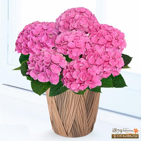 母の日 産直ギフト 女性 母 祖母 誕生日 お祝い 記念日 プレゼント 花キューピット