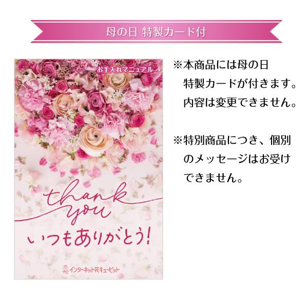 【日付指定可】母の日 産直ギフト 女性 母 祖母 誕生日 お祝い 記念日 プレゼント  花キューピットのミディ胡蝶蘭ピンク系2本立　（陶器鉢）｜i879｜04