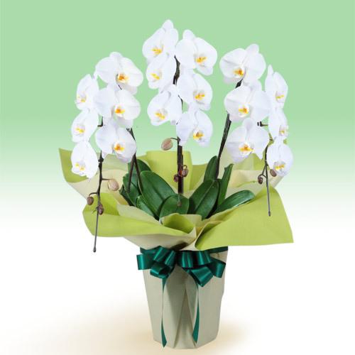 春のお彼岸 供花 献花 お悔やみ 生花 仏花 献花 お供え 花キューピットのお供え胡蝶蘭 3本立 開花輪白18以上 インターネット花キューピット お供え 通販 安い購入の激安正規品超安値の