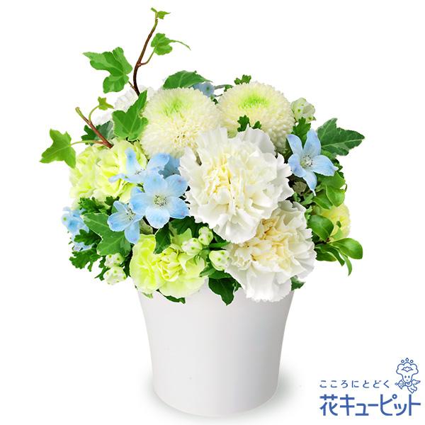 公式サイト ペット用フラワーギフト お供え ペット 供花花キューピットのお供えのアレンジメント 新品