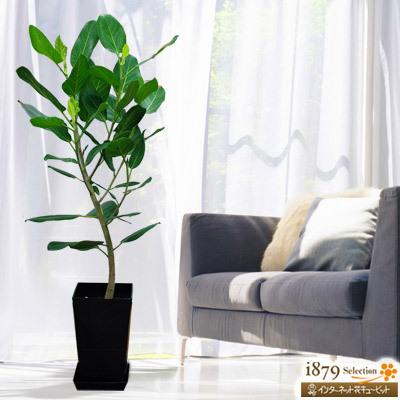 予約販売品 産直 観葉植物 通年 室内 インテリア グリーン 誕生日 プレゼント ギフト花キューピットのベンガレンシス 黒鉢 国内配送 Www Technet 21 Org