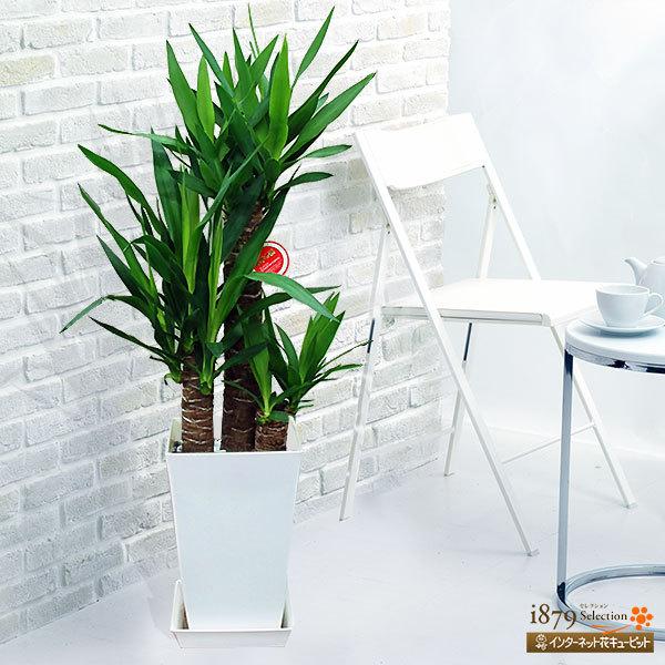 新発売の 産直 観葉植物 通年 室内 インテリア グリーン 誕生日 プレゼント ギフト花キューピットのユッカエレファンティペス 青年の樹 白鉢 人気no 1 本体 Www Drogariavirginia Com Br