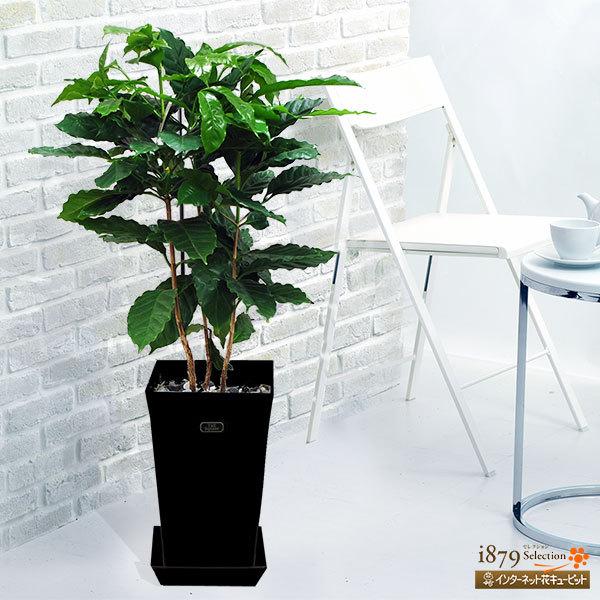 国内最安値 産直 観葉植物 通年 室内 インテリア グリーン 誕生日 プレゼント ギフト花キューピットのコーヒーの木 黒鉢 在庫一掃 Aleefsurgical Com