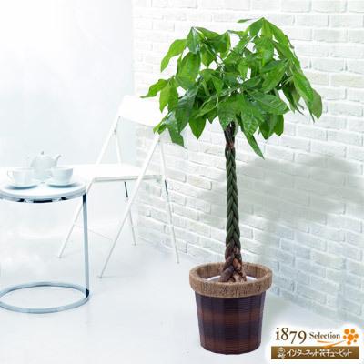 爆安プライス 産直 観葉植物 通年 室内 インテリア グリーン 誕生日 プレゼント ギフト花キューピットのパキラ バスケット メール便なら送料無料 Www Maxipiso Com Ar
