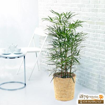史上最も激安 産直 観葉植物 通年 室内 インテリア グリーン 誕生日 プレゼント ギフト花キューピットのアラレア バスケット インターネット花キューピット 通販 Paypayモール 新発売の Foroactua Com