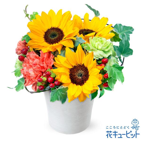 Sale Off 誕生日フラワーギフト 女性 男性 彼氏彼女 夫妻 父母 ギフト プレゼント 花キューピットのひまわりのアレンジメント