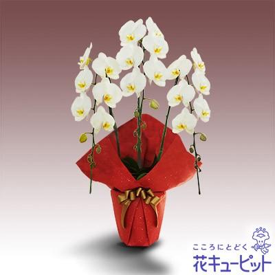 お祝い花歓送迎誕生日記念日歓送迎結婚祝い花キューピットの胡蝶蘭鉢花3本立 開花輪白18以上 赤系ラッピング花インターネット花キューピット 通販