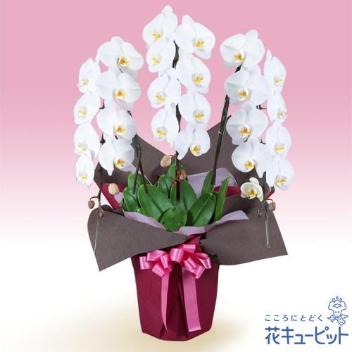 お祝い花花誕生日誕生日鉢花記念日歓送迎結婚祝い花キューピットの胡蝶蘭3本立 開花輪白24以上 ピンク系ラッピングインターネット花キューピット 通販