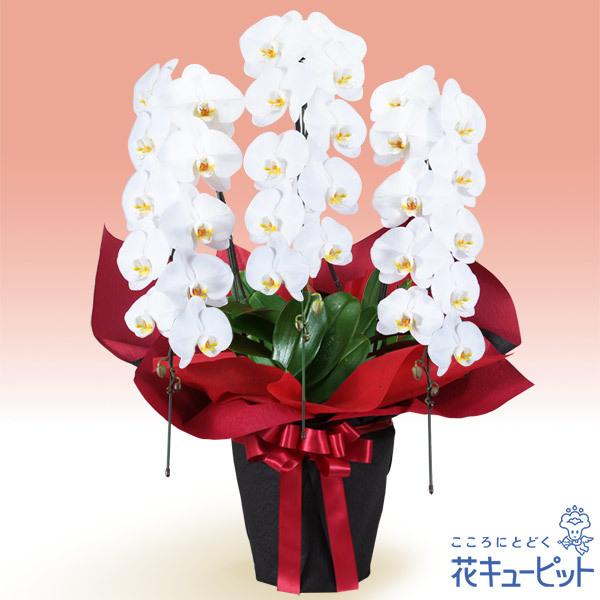 開店祝い 開業祝い 花 ギフト お祝い 開花輪白30以上 割引も実施中 プレゼント花キューピットの胡蝶蘭 赤系ラッピング 3本立