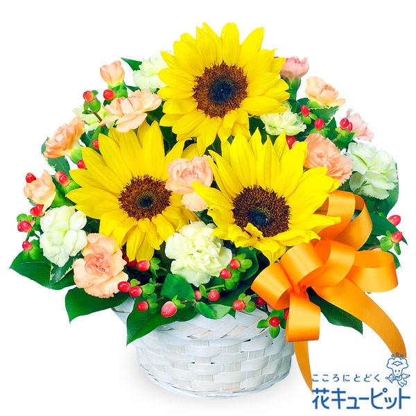 お見舞い 花 ギフト プレゼント 快気祝い 10代代30代40代50代60代 花キューピットのひまわりのアレンジメント 一部予約販売中