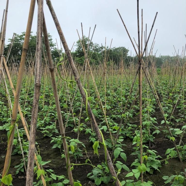 新物！12月配送 お店で買えない！】幻の黒花豆800g「とかち華まめ・黒