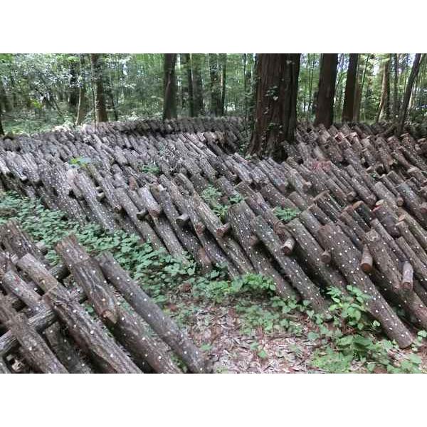 原木栽培・乾椎茸・スライス・100ｇ　4世代70年の栽培歴を誇る高橋農園から直接お届け　農薬不使用 送料無料 |  | 05