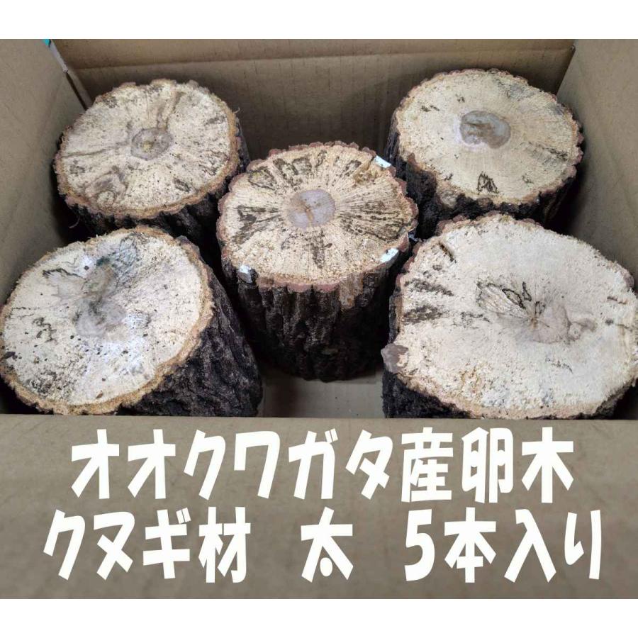 KL105  オオクワガタ 産卵木 クヌギ 太・5本入り 農薬不使用 国産原木 長さ約14ｃｍ、太さ約11~14ｃｍ【約10年ぶりの販売再開！】【農家直送】朽ち木 | 