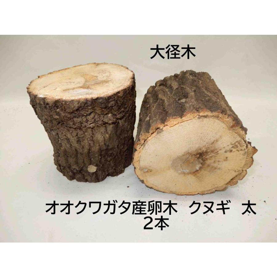 KL105  オオクワガタ 産卵木 クヌギ 太・5本入り 農薬不使用 国産原木 長さ約14ｃｍ、太さ約11~14ｃｍ【約10年ぶりの販売再開！】【農家直送】朽ち木 |  | 02