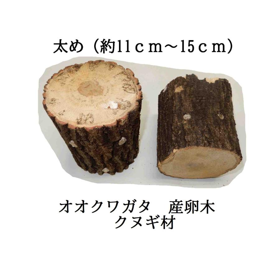 KL102  オオクワガタ 産卵木 クヌギ 太 2本入り 農薬不使用 国産原木長さ約14ｃｍ、太さ約11~14ｃｍ【関東地方送料無料（それ以外は遠方送料（100円〜）】朽ち木 |  | 03
