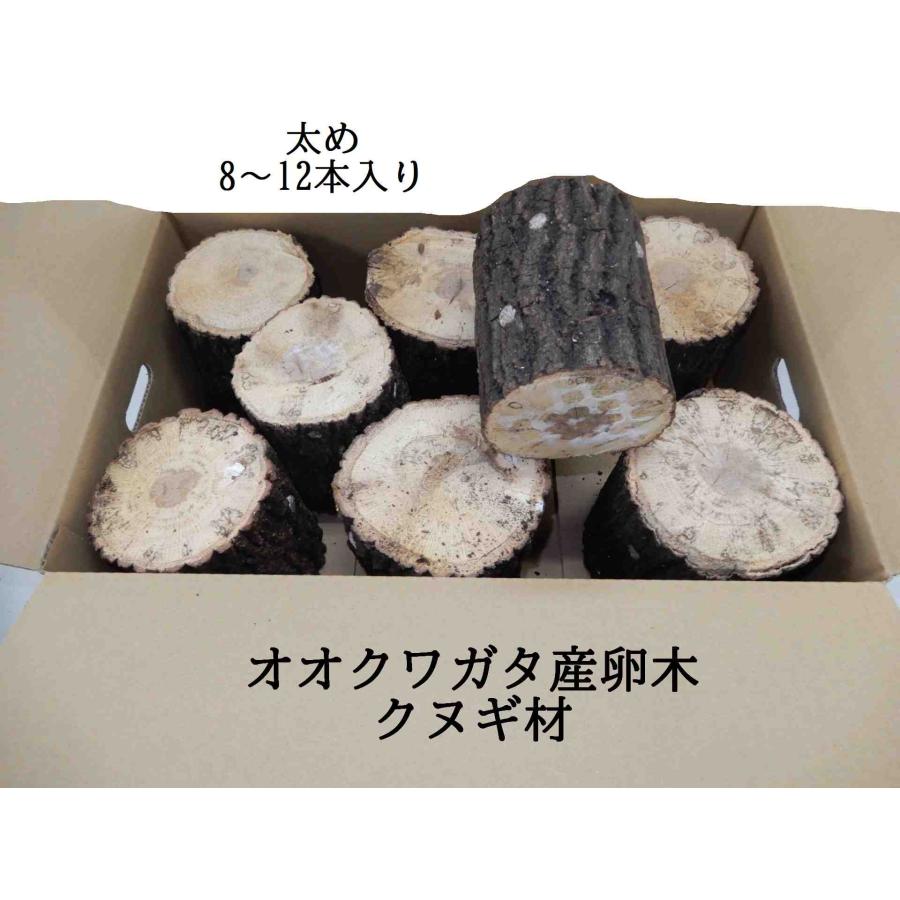 KL1box  オオクワガタ 産卵木 クヌギ 太・箱入り（8~12本） 農薬不使用 国産原木 長さ約14ｃｍ、太さ約11〜14ｃｍ【約10年ぶりの販売再開！】【農家直送】朽ち木 | 