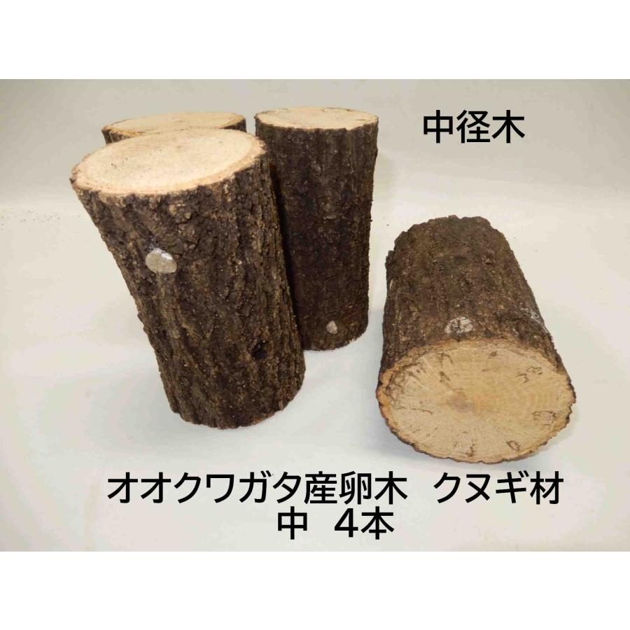KL1box  オオクワガタ 産卵木 クヌギ 太・箱入り（8~12本） 農薬不使用 国産原木 長さ約14ｃｍ、太さ約11〜14ｃｍ【約10年ぶりの販売再開！】【農家直送】朽ち木 |  | 02