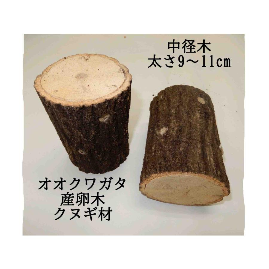 KL1box  オオクワガタ 産卵木 クヌギ 太・箱入り（8~12本） 農薬不使用 国産原木 長さ約14ｃｍ、太さ約11〜14ｃｍ【約10年ぶりの販売再開！】【農家直送】朽ち木 |  | 03