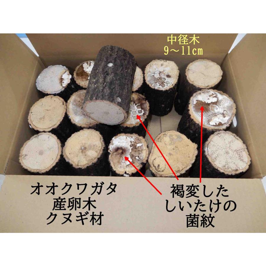 KM1box  オオクワガタ 産卵木 クヌギ 中・箱入り（13~17本） 農薬不使用 国産原木 長さ約14ｃｍ、太さ約9~11ｃｍ【約10年ぶりの販売再開！】【農家直送】朽ち木 | 
