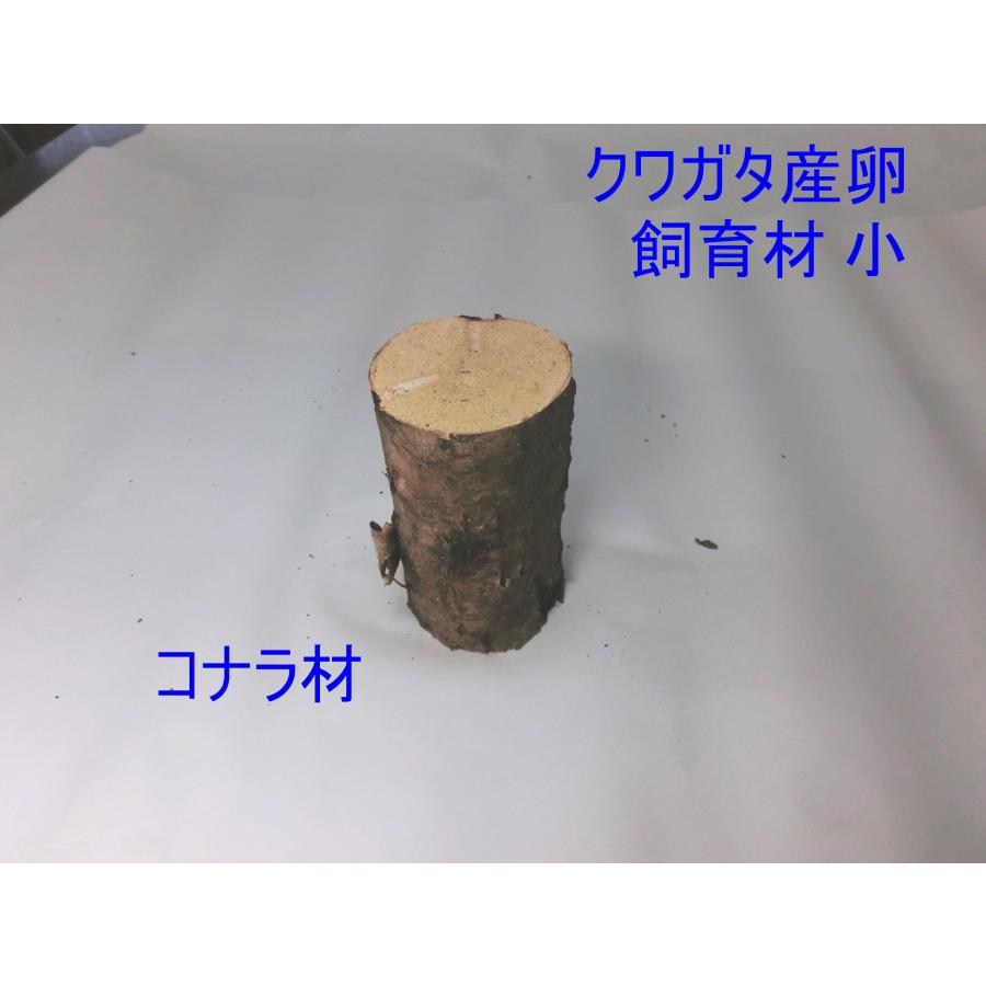 NS1box  オオクワガタ 産卵木 コナラ細・箱入り（18~24本） 農薬不使用 国産原木 長さ約14ｃｍ、太さ約6~9ｃｍ【約10年ぶりの販売再開！】【農家直送】朽ち木 |  | 02