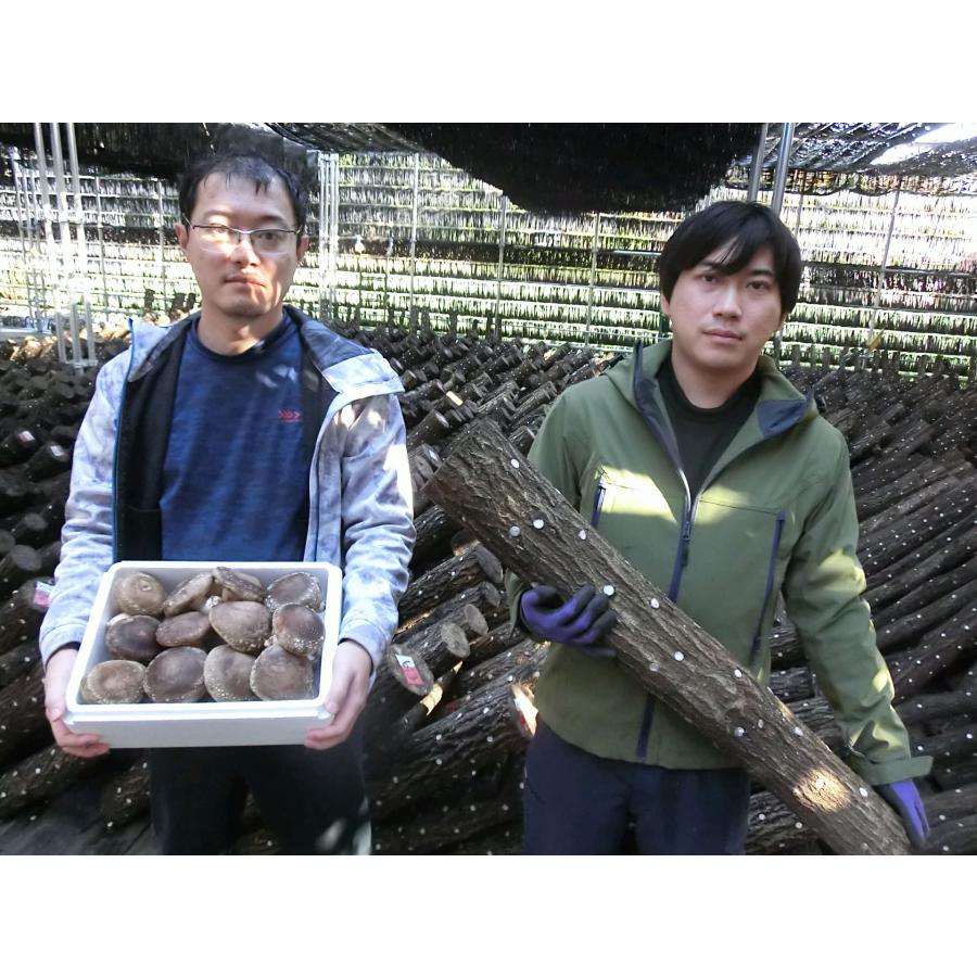 原木しいたけ栽培キットAL2　太め（直径10〜14cm）1〜3週間で収穫　長さ約90cm　ホダ木2本　栽培歴40年以上の農家が書いた栽培マニュアル付き　農薬不使用 |  | 05