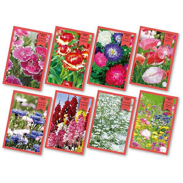 花の種 新デザイン 花の種子 500袋セット ノベルティ 花の種 季節に合した花の種 総付け景品 サンキューシード