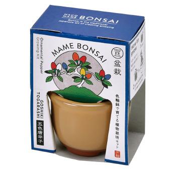 ハコマメ盆栽栽培セット 茶:五色トウガラシ GD-96504 HACOMAME 小さい