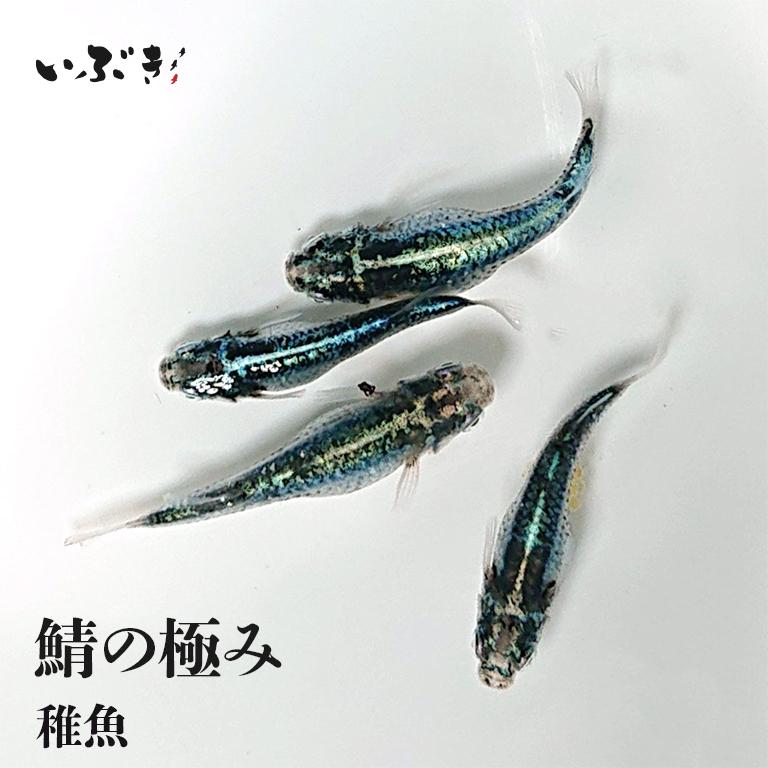 稚魚 鯖の極み さばのきわみ 指宿 いぶすき メダカ 稚魚10匹 生体 販売 Klf 1000 0021 Baby 010s いぶき 指宿メダカ とミジンコの販売店 通販 Yahoo ショッピング