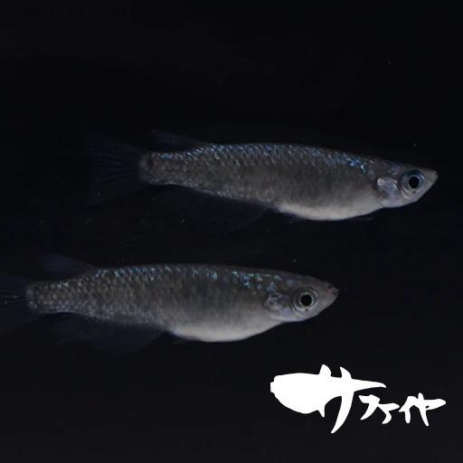 91 Off 稚魚 サファイア さふぁいあ 指宿 いぶすき メダカ 稚魚10匹 生体 販売 Stories Tecmundo Com Br
