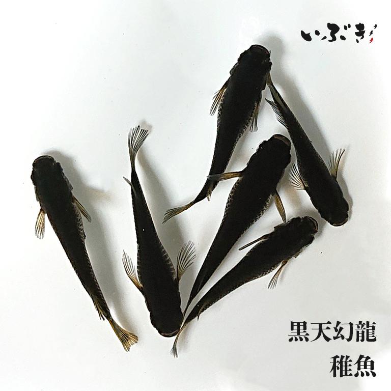 稚魚】黒天幻龍(こくてんげんりゅう) 指宿(いぶすき)メダカ 稚魚10匹 