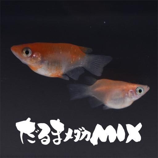 だるま系メダカミックス(半だるま＆ショートボディ)(だるまめだかみっ