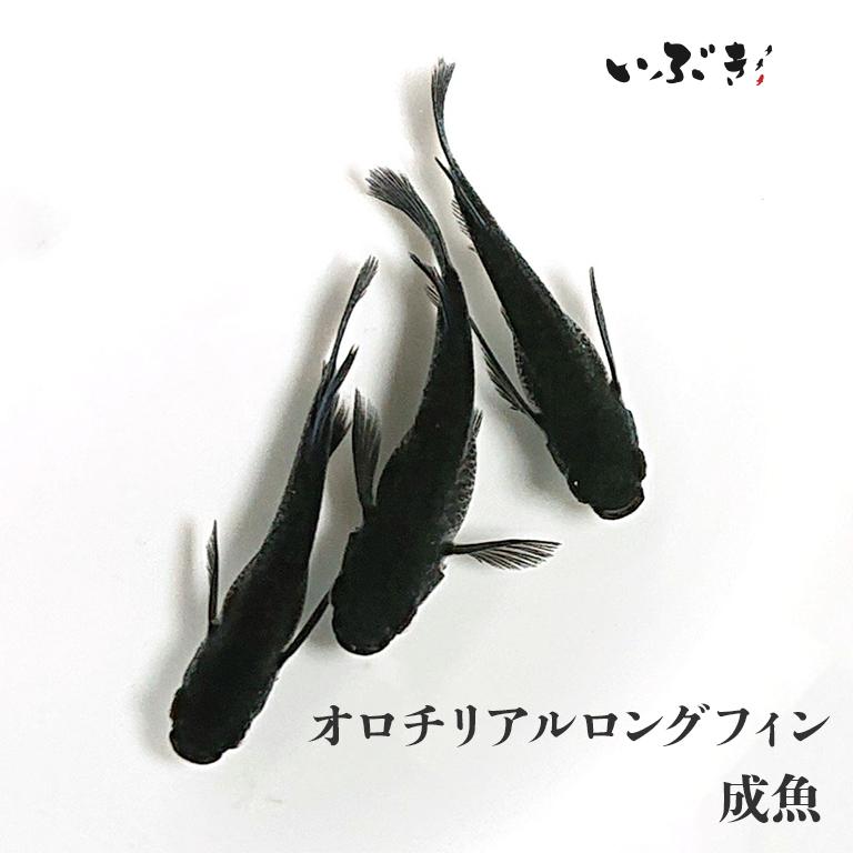 漆黒RLF強ラメ(リアルロングフィン)メダカ 2ペア 楽天市場】【漆黒アースアイリアルロングフィン】メダカ めだか 生体