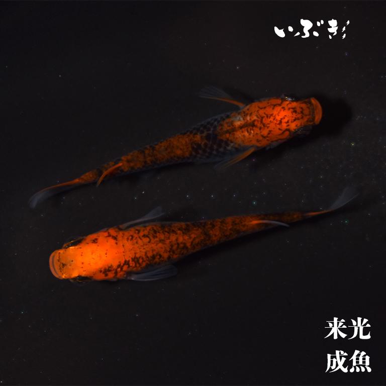 来光(らいこう) 指宿(いぶすき)メダカ ペア 生体 販売 : いぶき 指宿 
