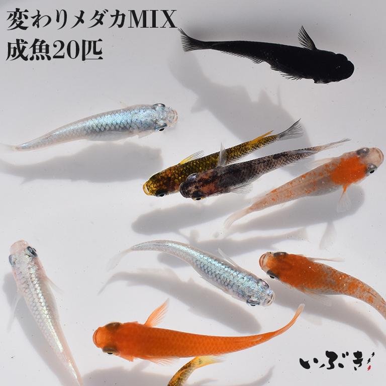 送料無料 変わりメダカミックス かわりめだかみっくす 指宿 いぶすき メダカ 成魚匹 生体 複数 種類 販売 セット Klf 9000 9001 Adlt 0s いぶき 指宿メダカとミジンコの販売店 通販 Yahoo ショッピング