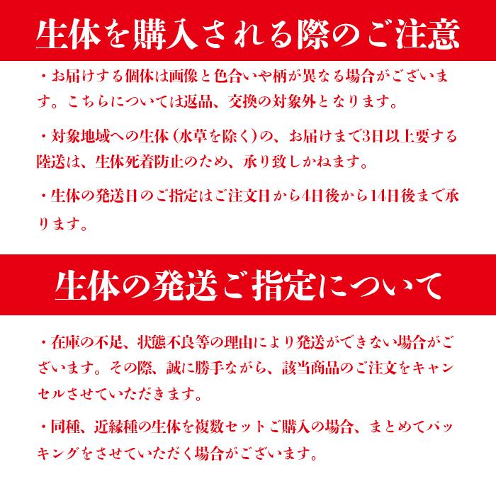 【送料無料】変わりメダカミックス(かわりめだかみっくす) 指宿(いぶすき)メダカ 成魚20匹 生体 複数 種類 販売 セット｜ibuki472｜03