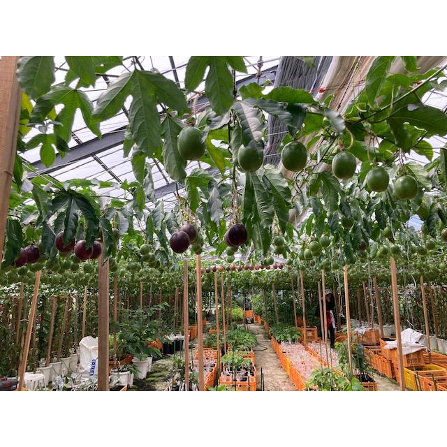 グルメ ギフト プレゼント 南国果実便「パッションフルーツ畑から